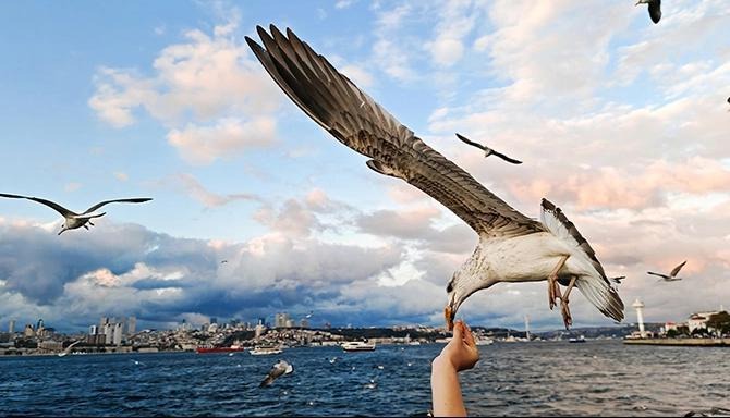 Persona alimentando gaviota junto al mar
