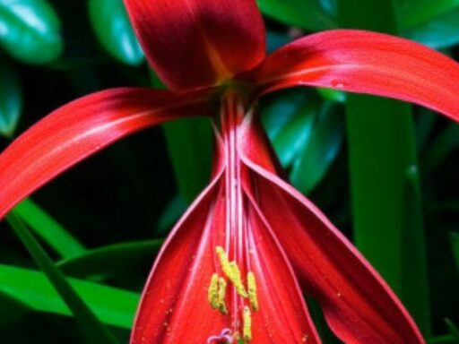 flor de lis