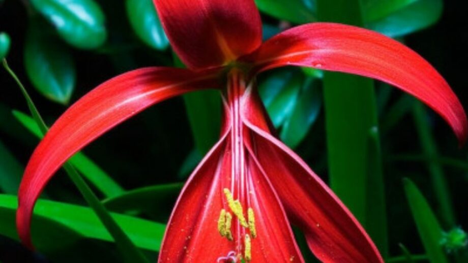 flor de lis